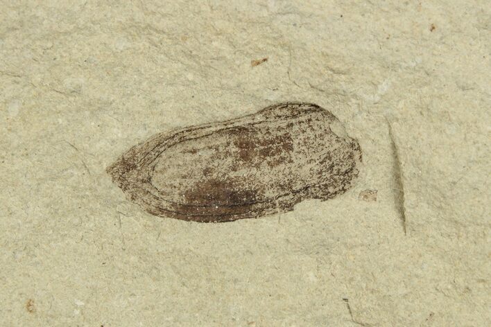 Fossil Beetle (Coleoptera) Elytron - Bois d’Asson, France #254230